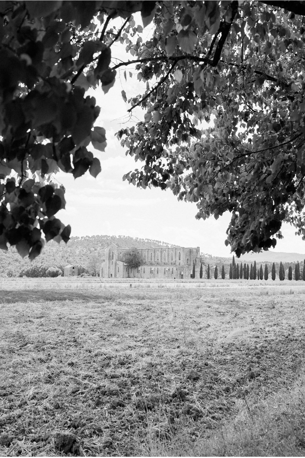 San Galgano Abbey wedding ceremony: San Galgano Abbey in Tuscany, Italy, viewed through leafy branches across the surrounding countryside in a timeless black-and-white editorial style.